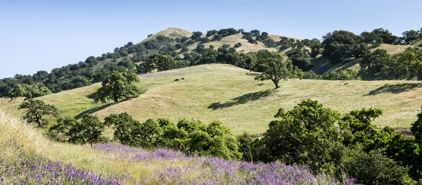 Rolling hills with trees, wildflowers, and grasses