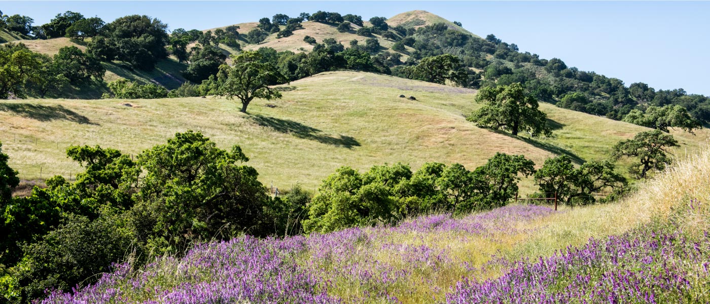 Rolling hillsides in Santa Clara County with oak trees, grasses, and wildflowers.