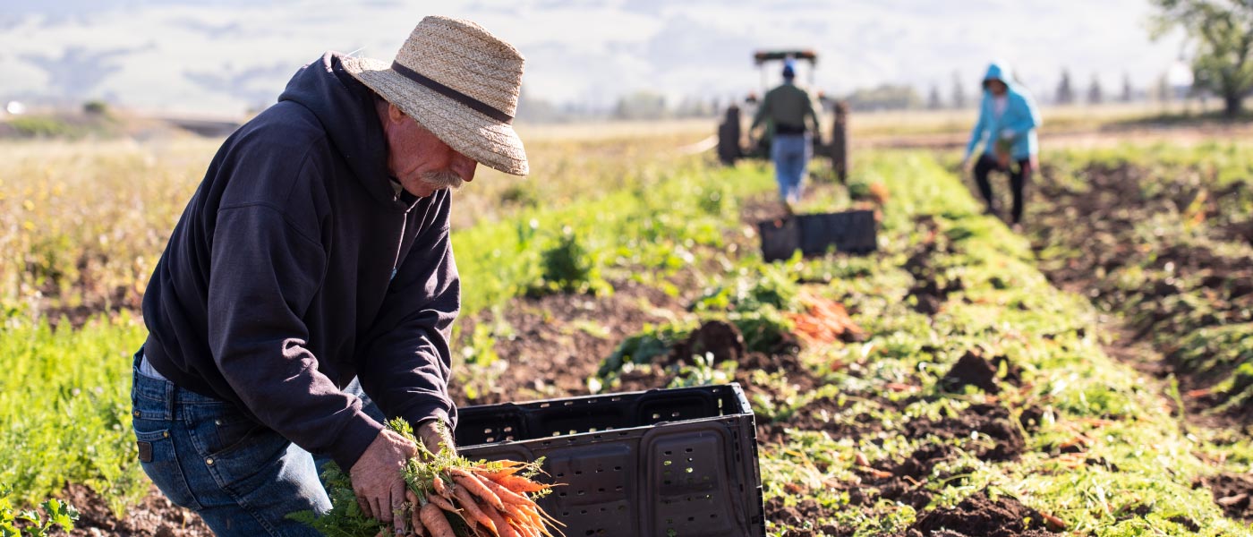 A farmer gathering carrots in a field with hills in the distance.