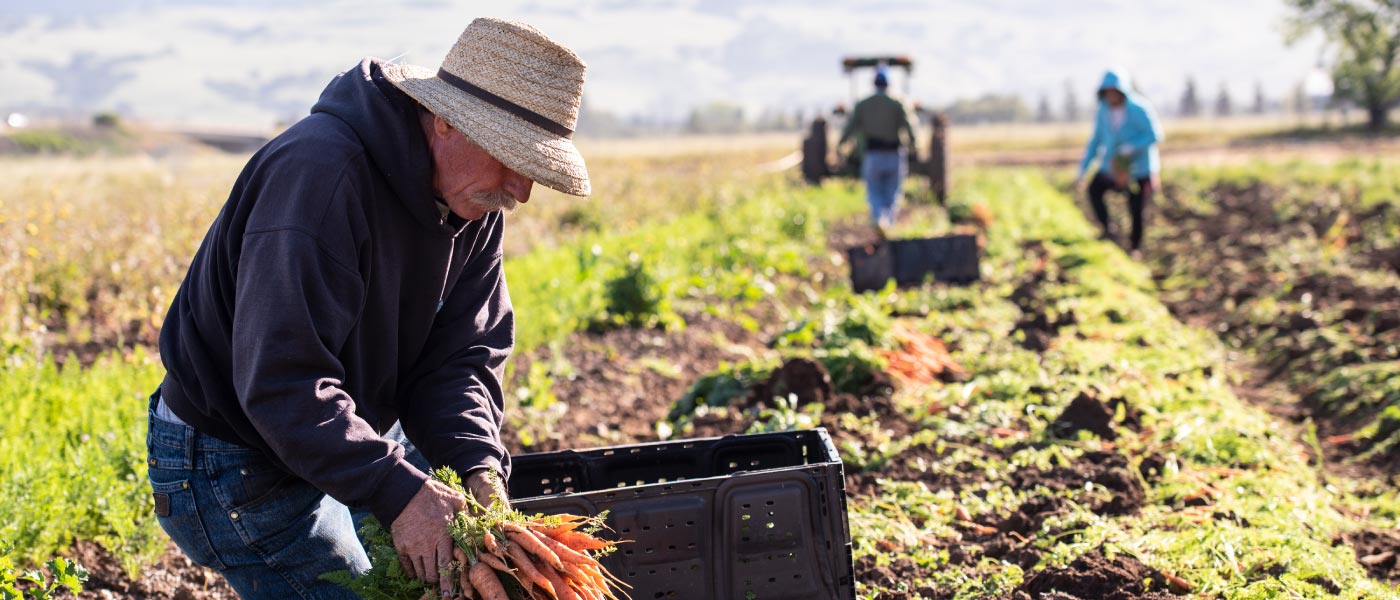 Farmer harvesting carrots
